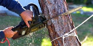 Best Lawn Pest Prevention  in Weston Mills, NY