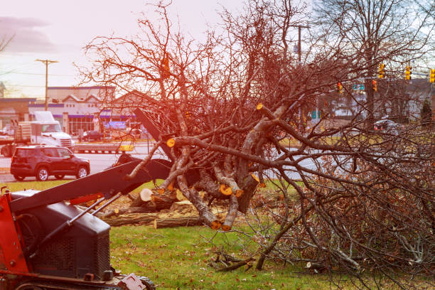 Best Firewood Processing and Delivery  in Weston Mills, NY