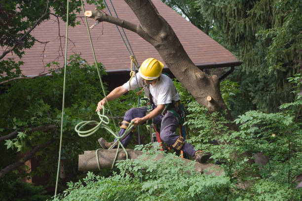 Best Artificial Turf Installation  in Weston Mills, NY